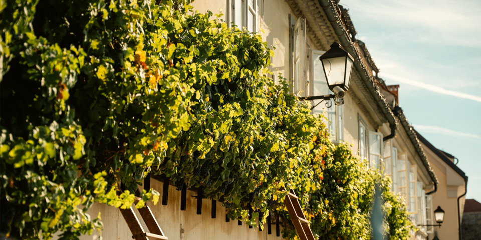 Voden ogled: Sosedje pod najstarejšo trto Voden ogled: Sosedje pod najstarejšo trto